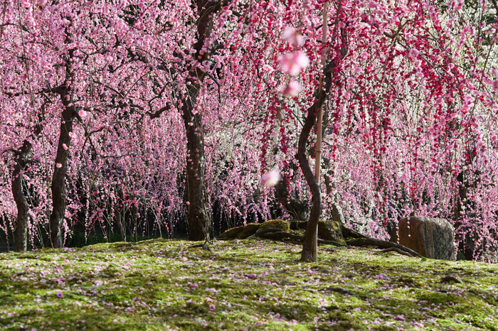 Panasonic LUMIX DC-GX7 MarkIII を使ってみました / 京都 城南 Panasonic LUMIX DC-GX7 MarkIII を使ってみました / 京都 城南